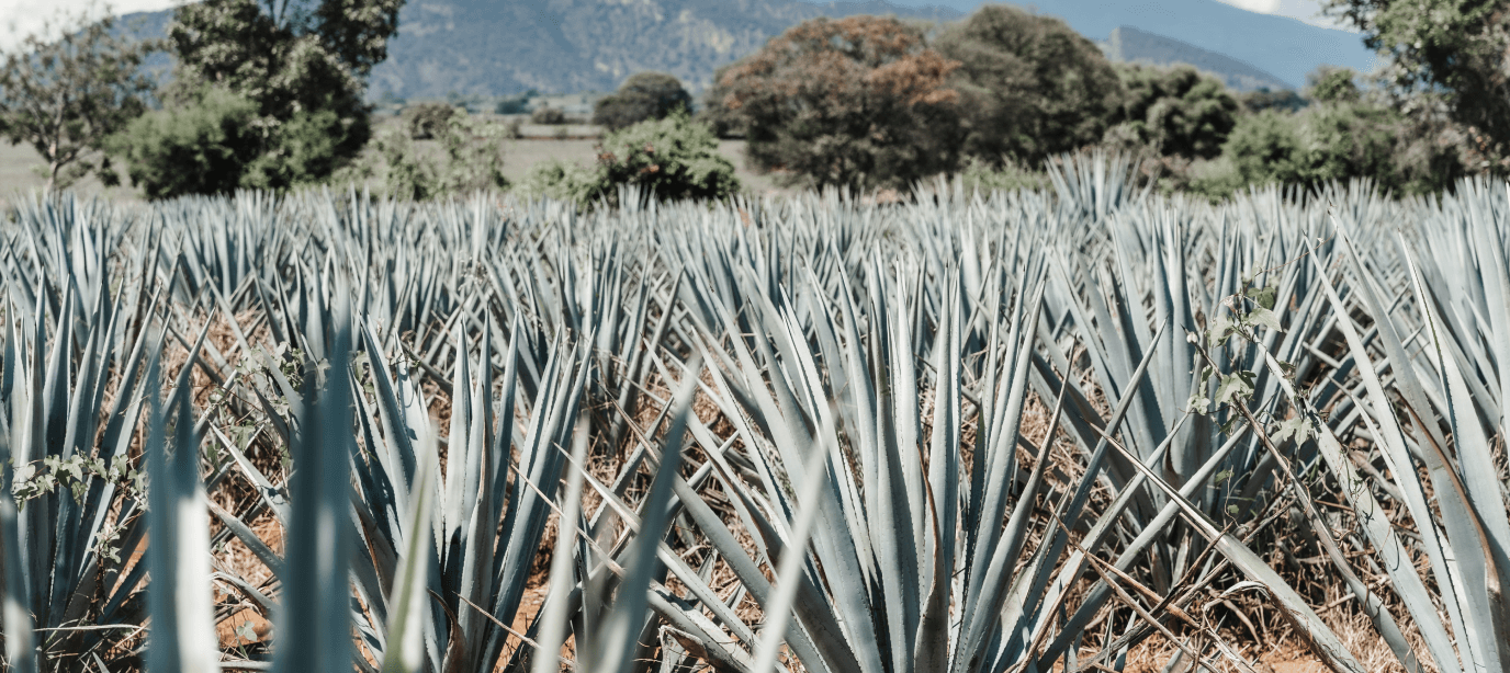 Plantaci贸n de agaves